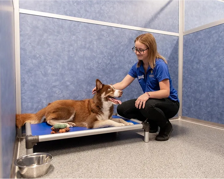 Dog in bed getting pet by worker
