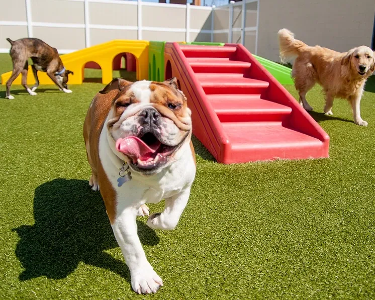 Dog walking towards camera with stairs behind