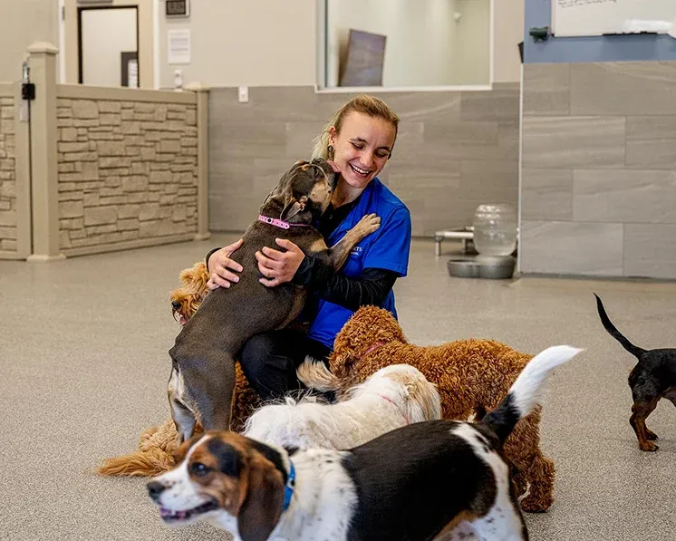 Dogs greeting a woman and giving hugs