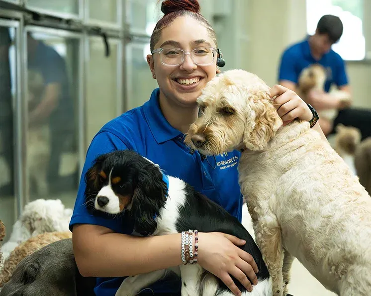 Dogs greeting a person